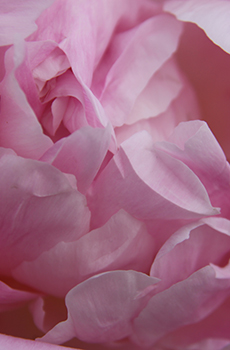 Blushes to Pinks