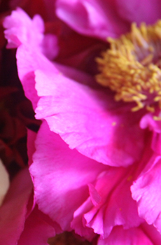 Lavenders to Purples
