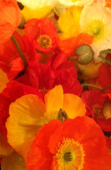 Brilliant Blooms